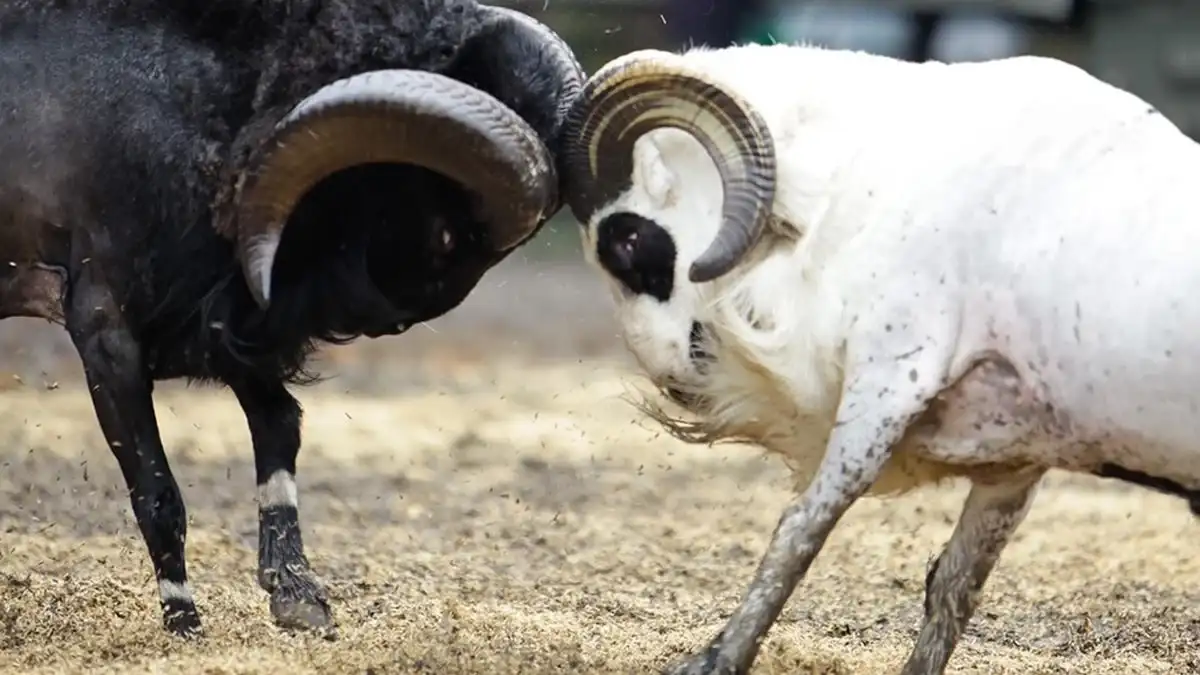 Pamidangan yang Tertinggal Zaman: Cerita Adu Domba di Babakan Siliwangi