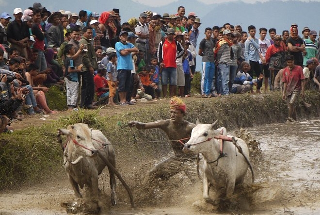 Pacu Jawi, Tradisi Balapan Sapi Unik Warisan Budaya Minangkabau