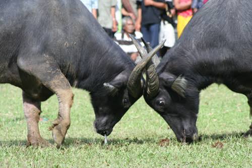 Debu Arena Ma’pasilaga Tedong, Ketika Tradisi Adat Kehormatan Toraja