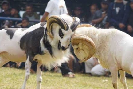 Seni Ketangkasan Domba Garut, Antara Warisan Budaya dan Sorotan Hukum Islam