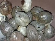 Asal Usul Adu Kemiri, Warisan Budaya Sunda yang Sarat Makna