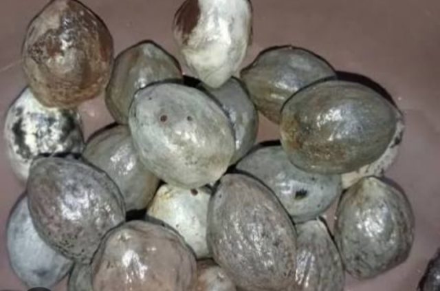 Asal Usul Adu Kemiri, Warisan Budaya Sunda yang Sarat Makna