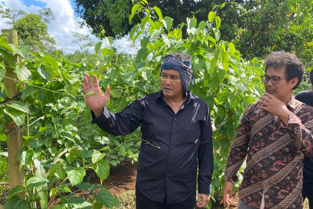 Potensi Ekonomi Sacha Inchi di Tasikmalaya, Diky Candra Dorong Kepastian Pasar untuk Petani