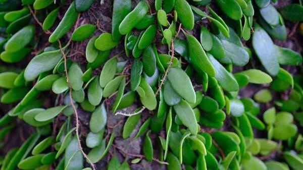 Daun Sisik Naga, Tanaman Tradisional yang Menarik Perhatian karena Beragam Manfaat